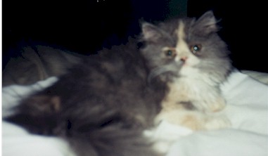 B1.jpg (227699 bytes)