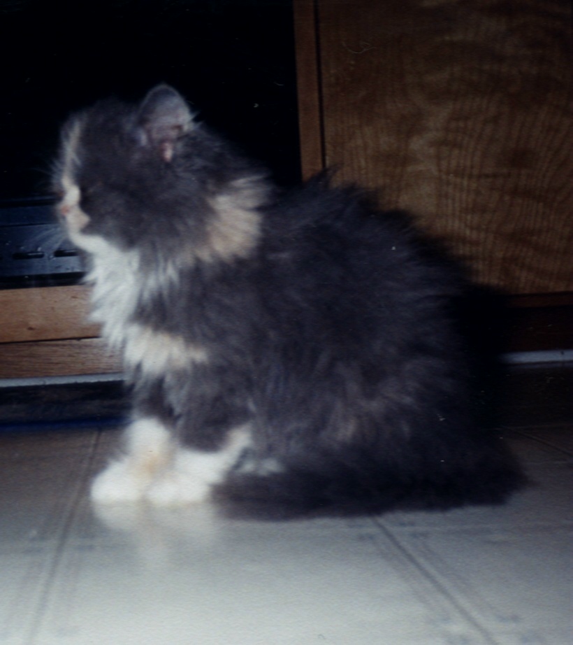 B2.jpg (143575 bytes)