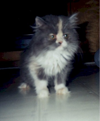 B3.jpg (129362 bytes)