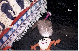 B7.jpg (178886 bytes)