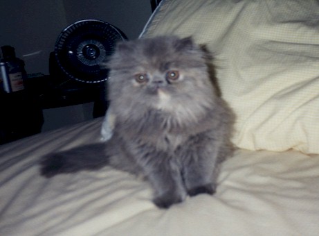 J3.jpg (218313 bytes)