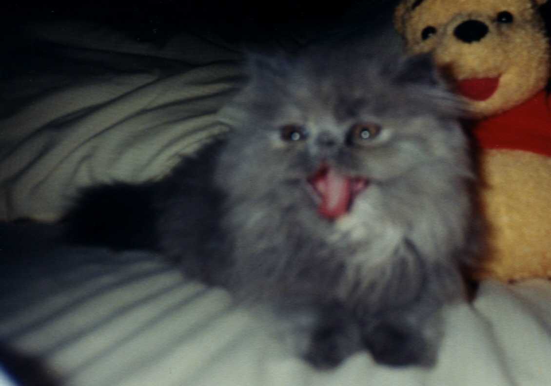 J5.jpg (171212 bytes)