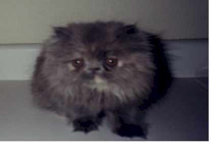 J6.jpg (158613 bytes)