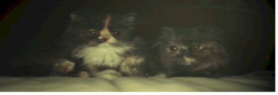 Jb2.jpg (137657 bytes)