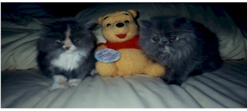 Jb3.jpg (272592 bytes)