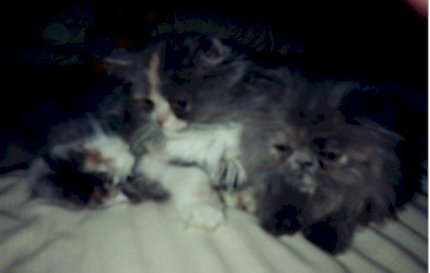 Jb4.jpg (290154 bytes)